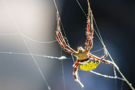 Hawaiian Garden Spider in Kauai