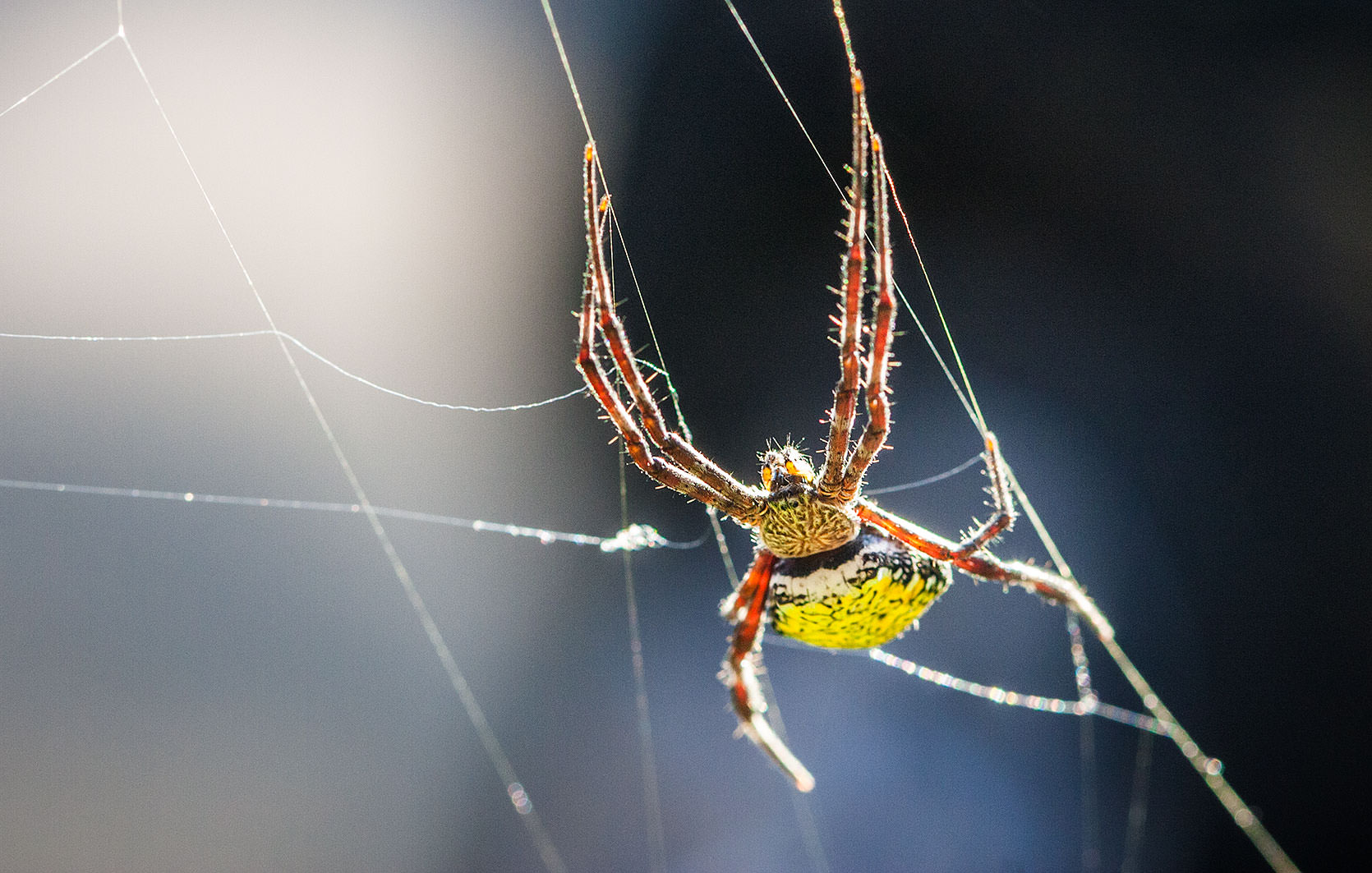 Hawaiian Garden Spider