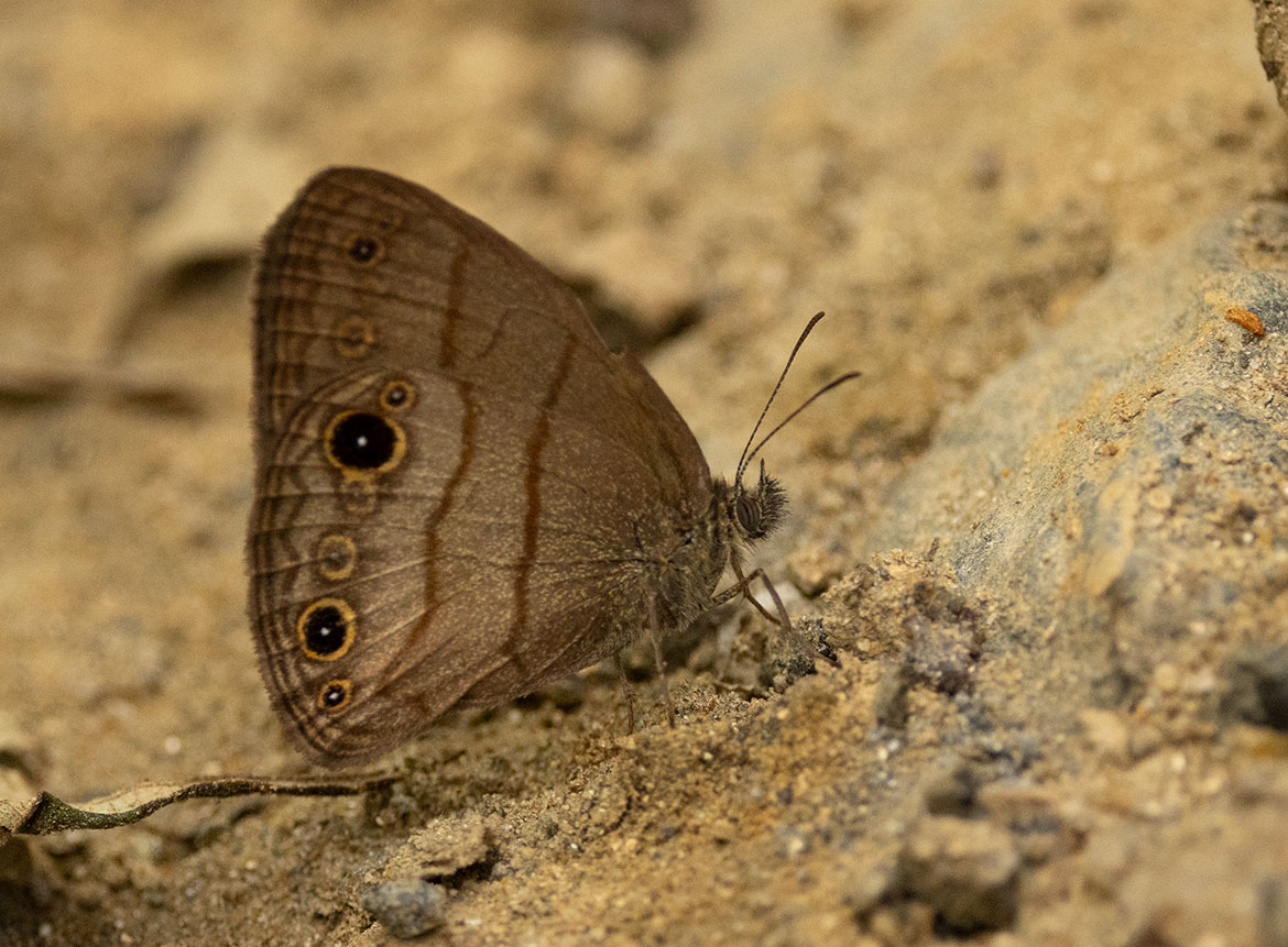 Hermes Satyr (Hermeuptychia hermes), New Orleans, Louisiana