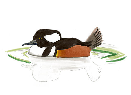 Watercolor and Copic marker sketch of a Hooded Merganser (Lophodytes cucullatus), by Erik Gauger.
