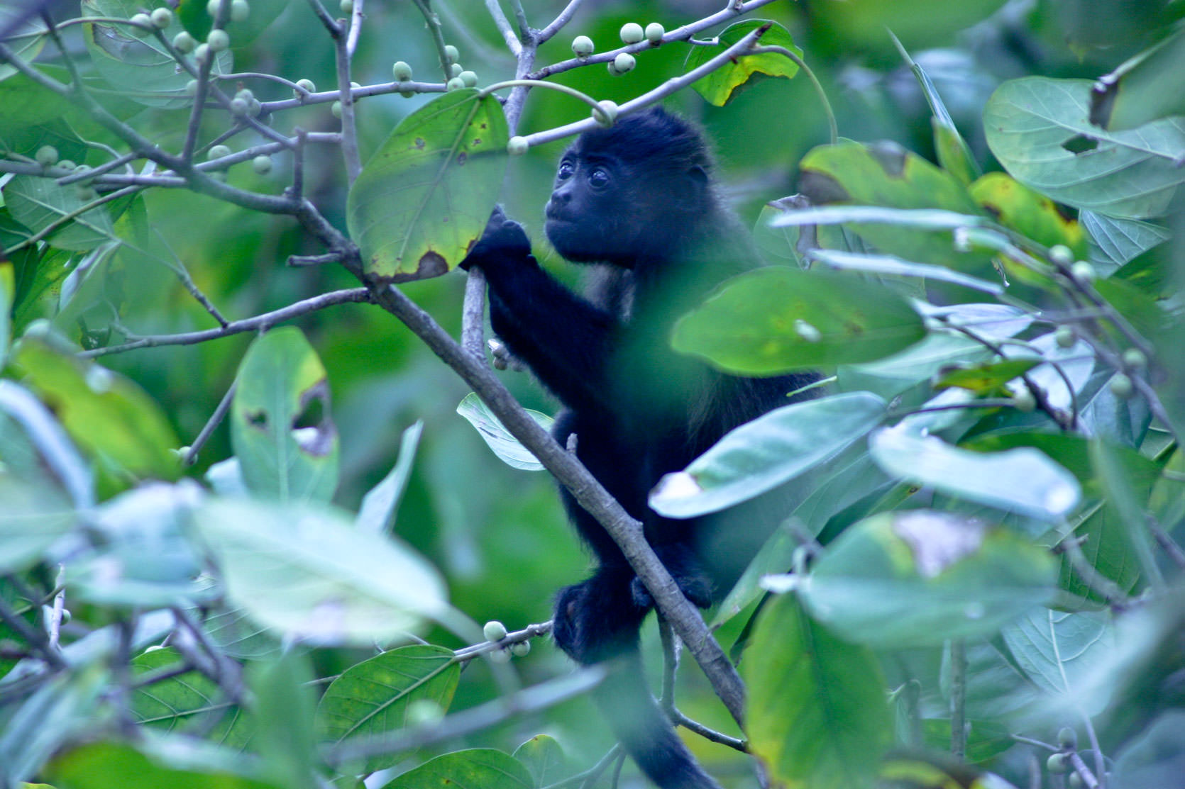 Howler Monkey Baby