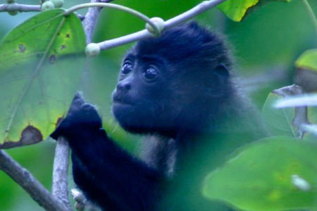 Morgans Rock, Nicaragua