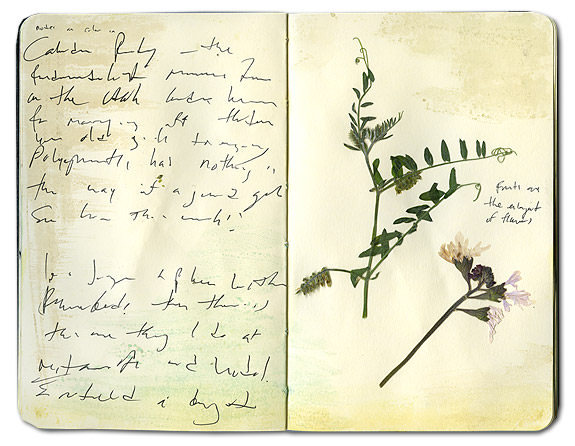 Pressed Flowers from Mt Hood