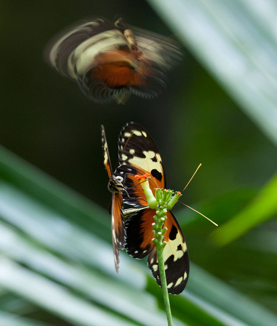 Isabella's Heliconian (Eueides isabella), Soberania National Park, Panama