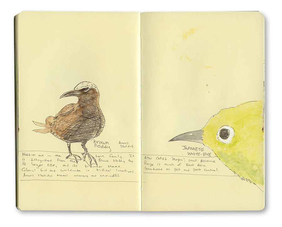 Japanese White-eye Drawing