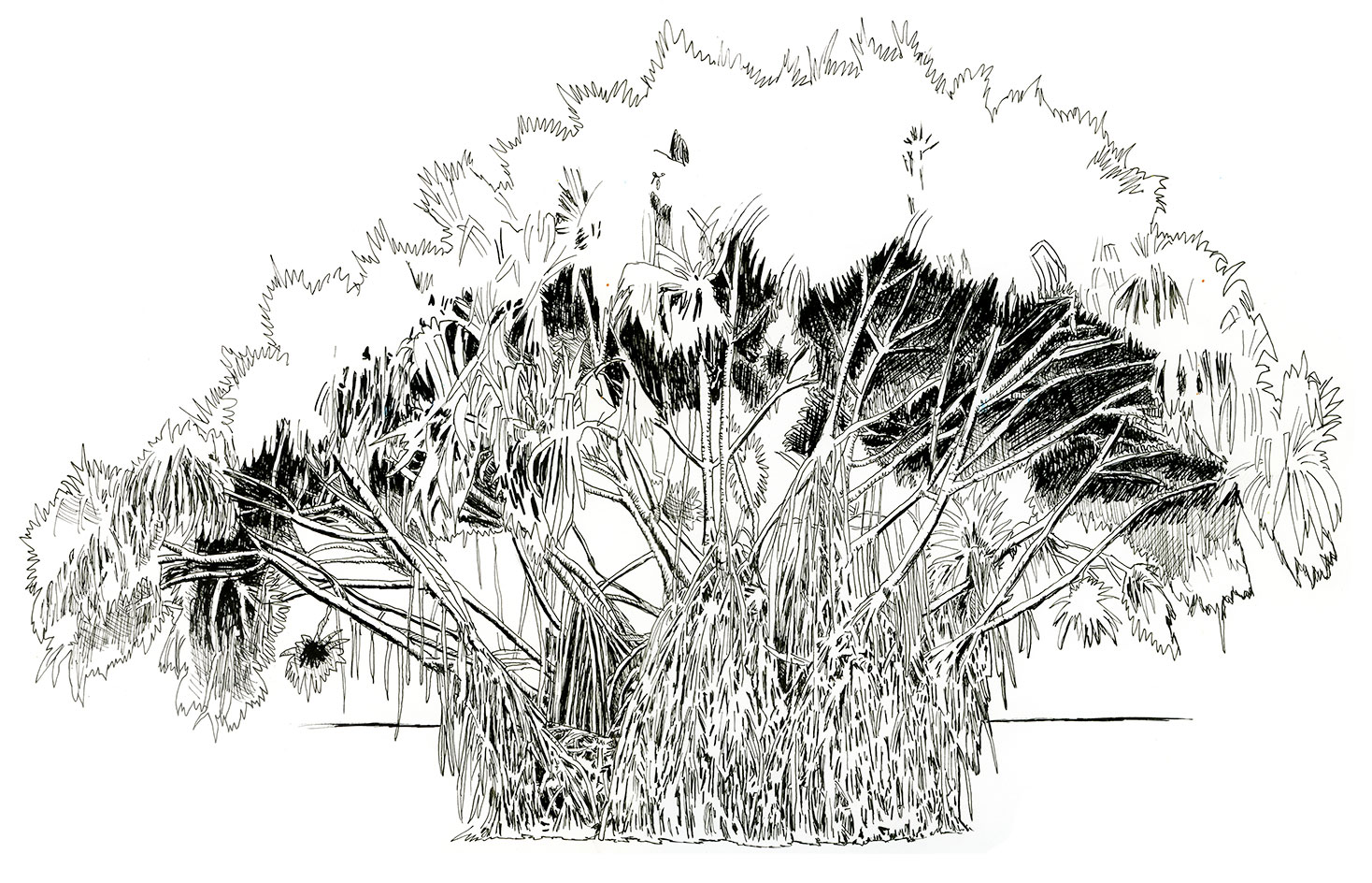 Exotic tree at the National Botanical Garden near Havana, Cuba.