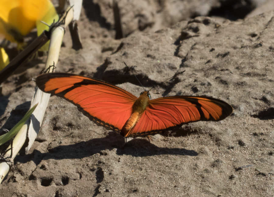 Julia Heliconian (Dryas iulia), Tambopata River, Peru