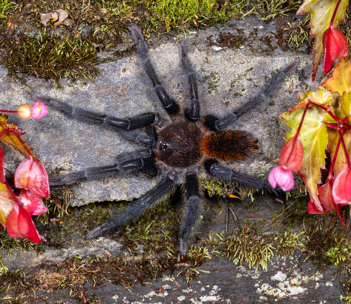 Kankuamo marquezi tarantula at El Dorado Reserve, Sierra Nevada de Santa Marta, Colombia