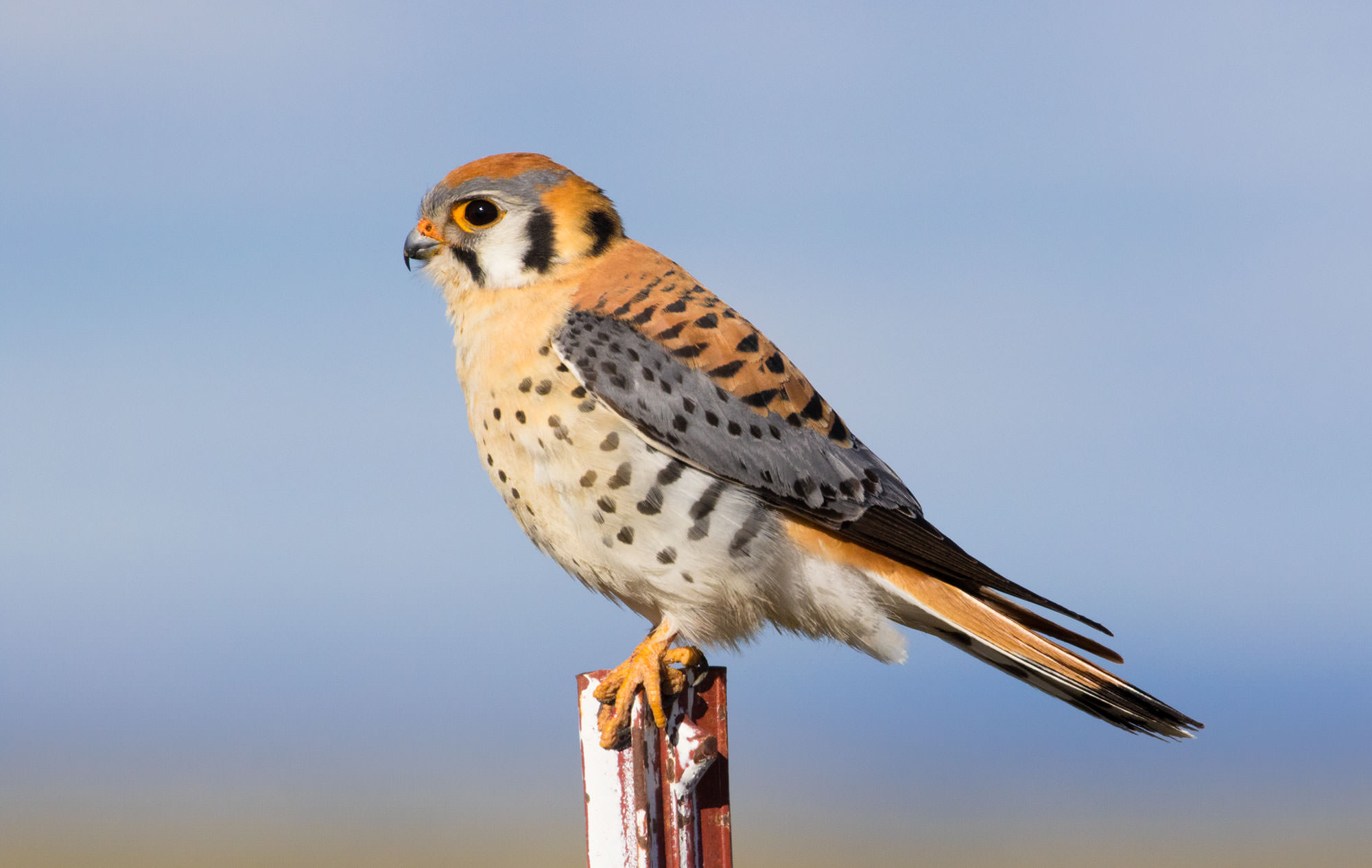 Kestrel at Malheur National Wildlife Refuge