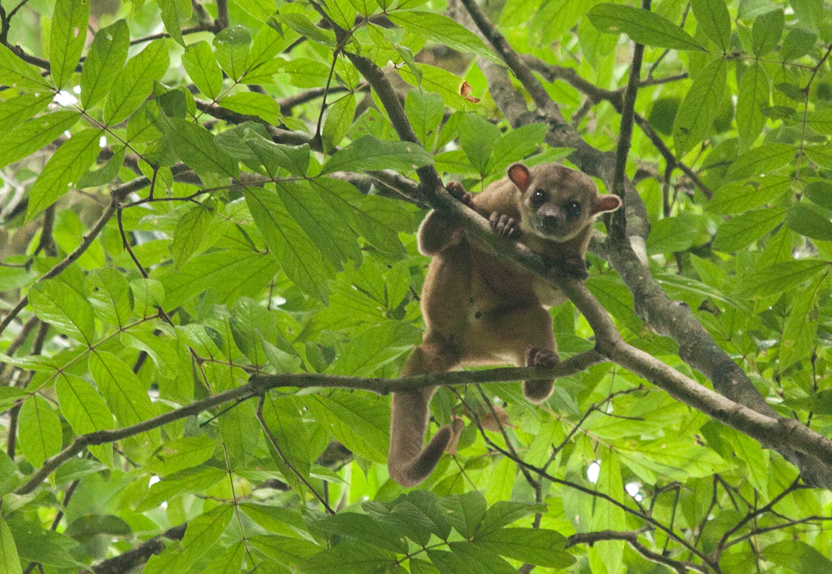 Kinkajou (Potos flavus)