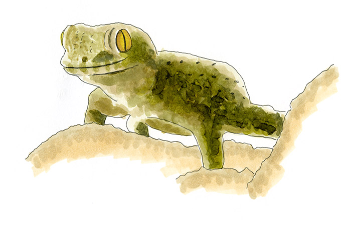 Copic and watercolor sketch of Kotschy's Gecko (Mediodactylus kotschyi)