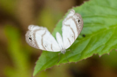 Lagora Eyemark (Leucochimona lagora), Panama