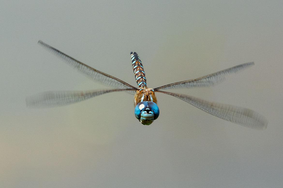 Lance-tipped Darner (Aeshna constricta) in Beaverton, Oregon—robust aeshnid perched
