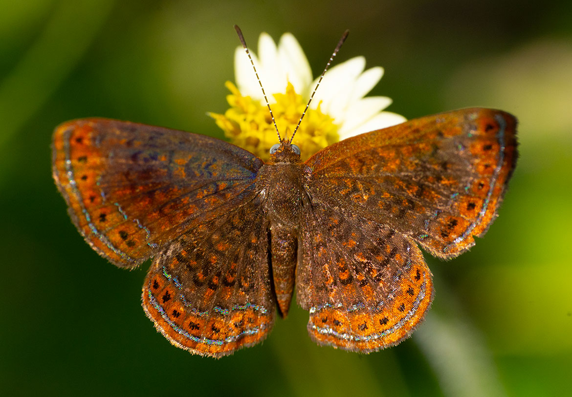 Laverna Metalmark (Calephelis laverna), Tayrona National Park, Magdalena, Colombia