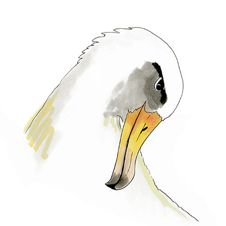 Watercolor and Copic marker sketch of a Laysan Albatross (Phoebastria immutabilis), by Erik Gauger.