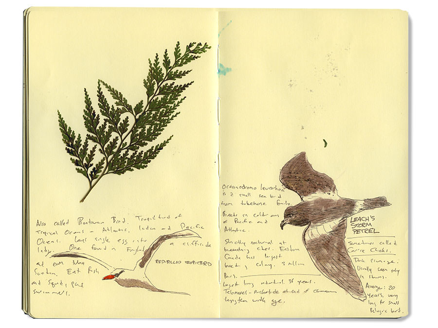 Leach's Storm Petrel and other sketeches from Kauai