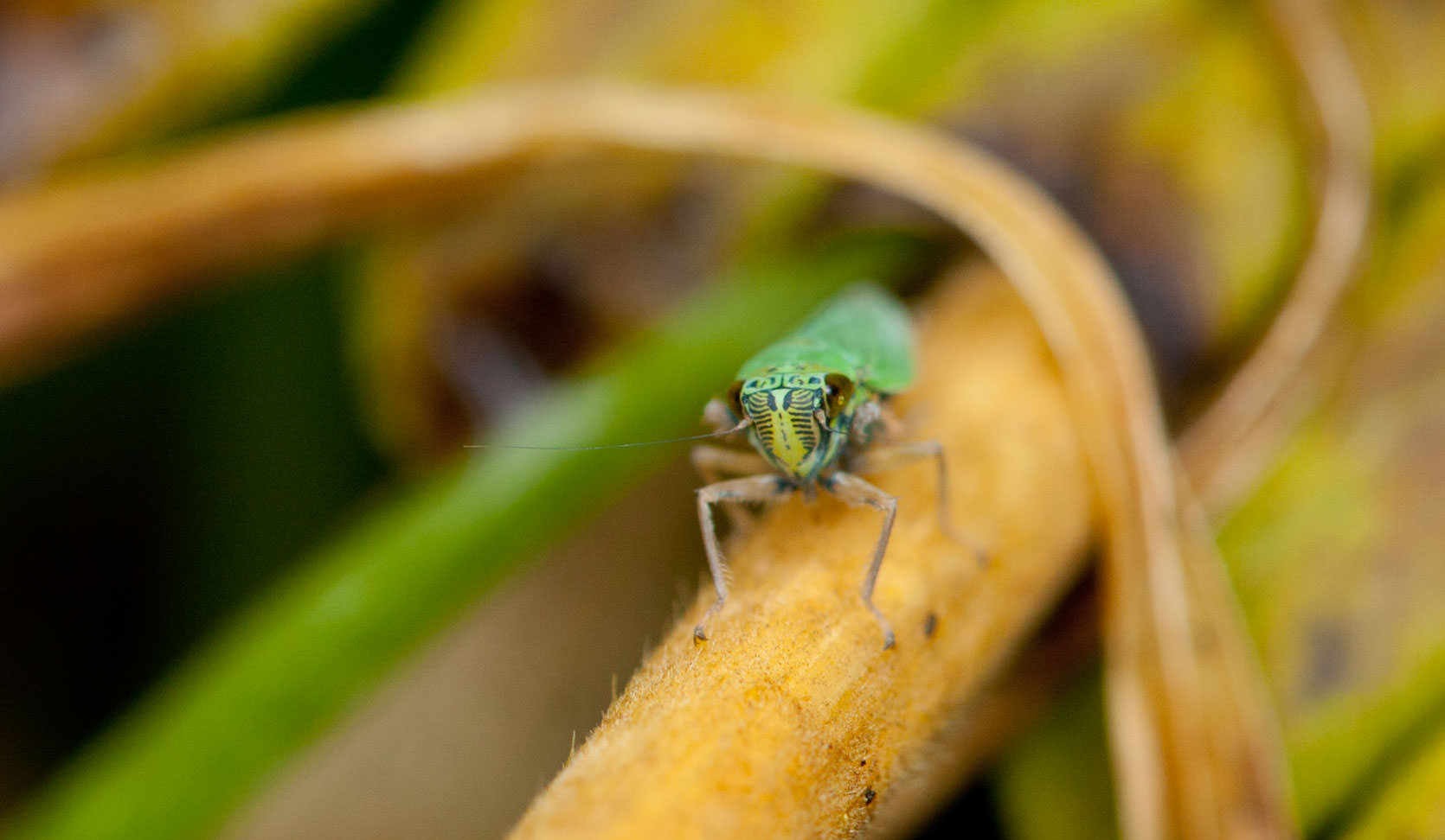 Leaf Hopper