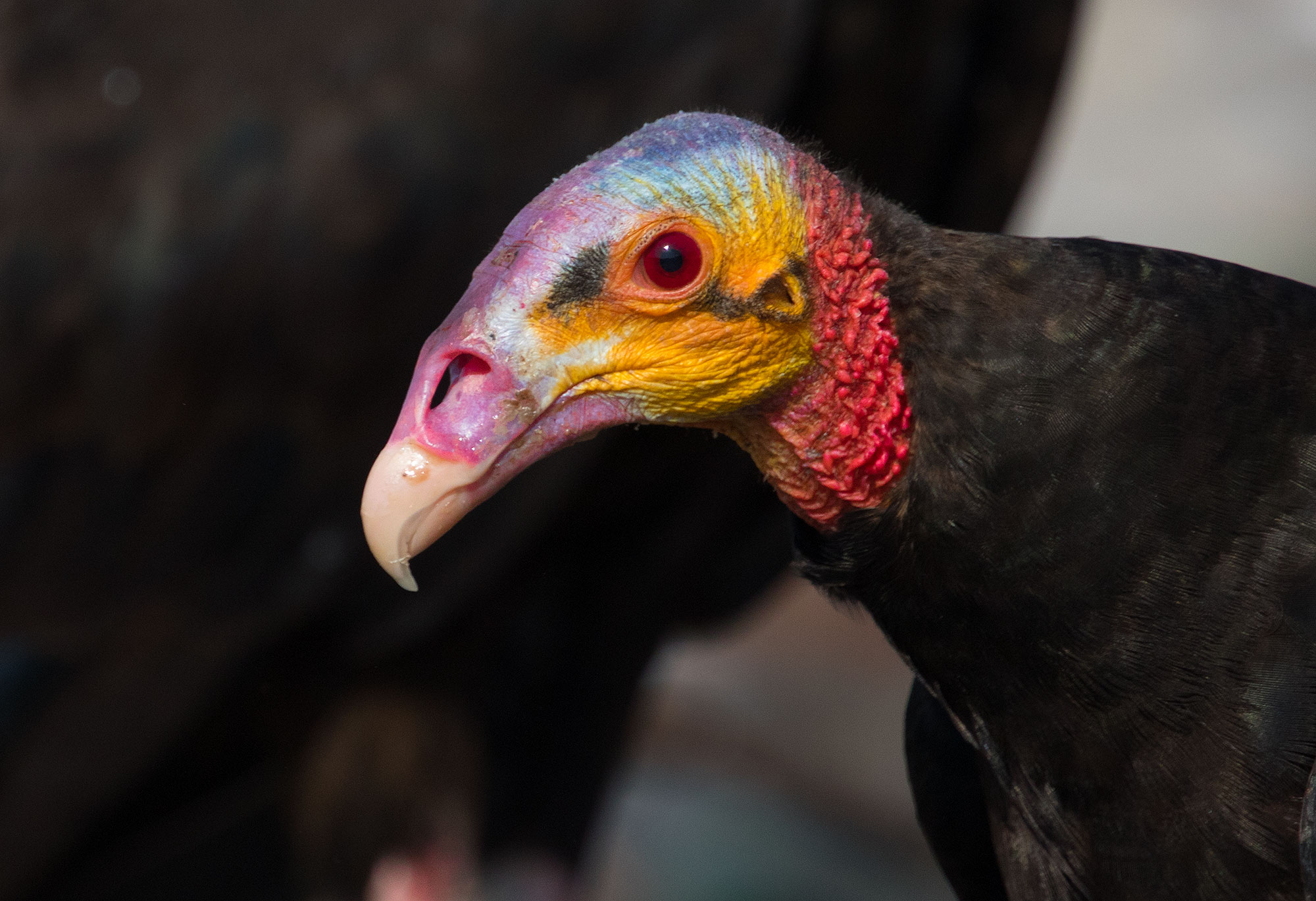Lesser Yellow Headed Vulture