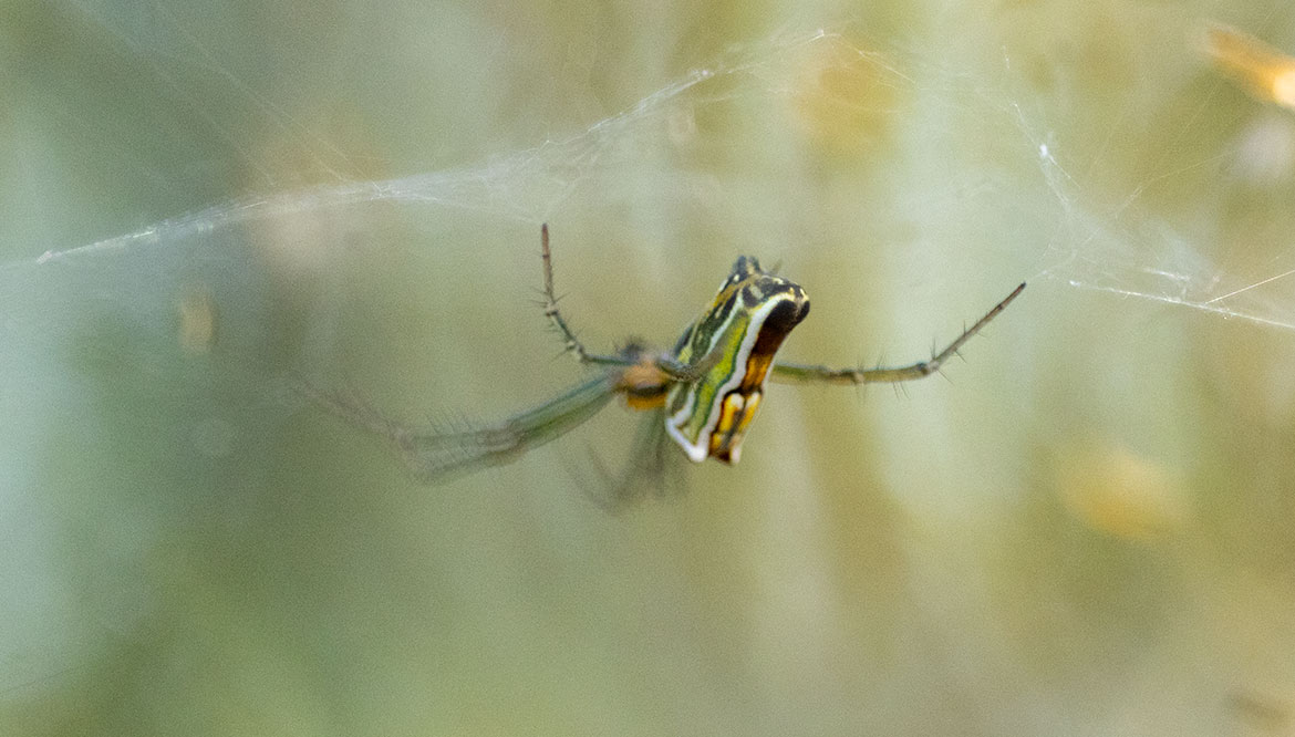 Silver Orb-weaver (Leucauge venusta) from La Guajira, Colombia hanging upside-down beneath its orb