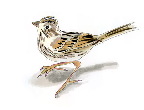 Watercolor and Copic marker sketch of a Lincoln's Sparrow (Melospiza lincolnii), by Erik Gauger.