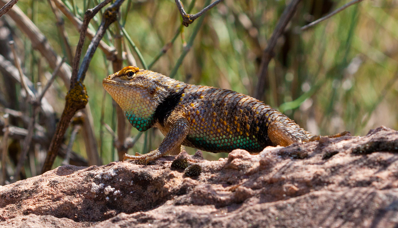 Desert Spiny Lizard