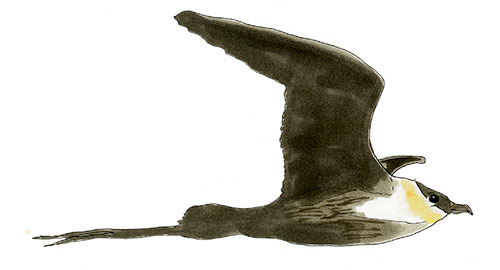 Watercolor and Copic marker sketch of a Long-tailed Jaeger (Stercorarius longicaudus), by Erik Gauger.