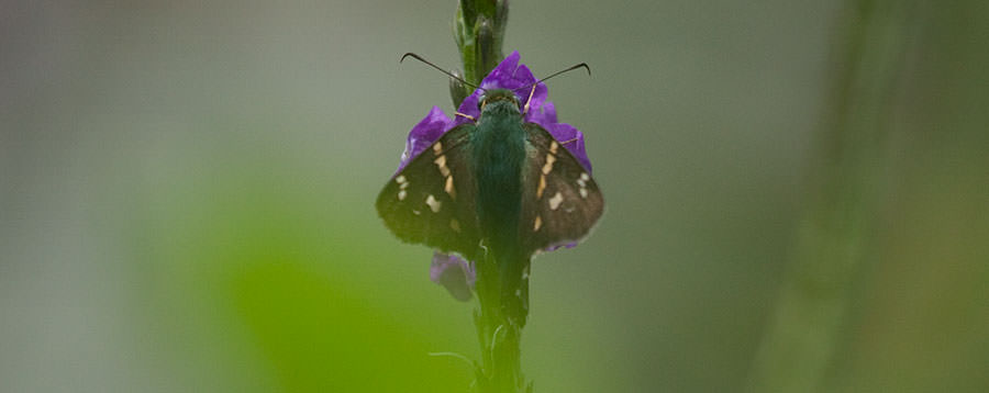 Long-tailed Skipper (Urbanus proteus), Panama