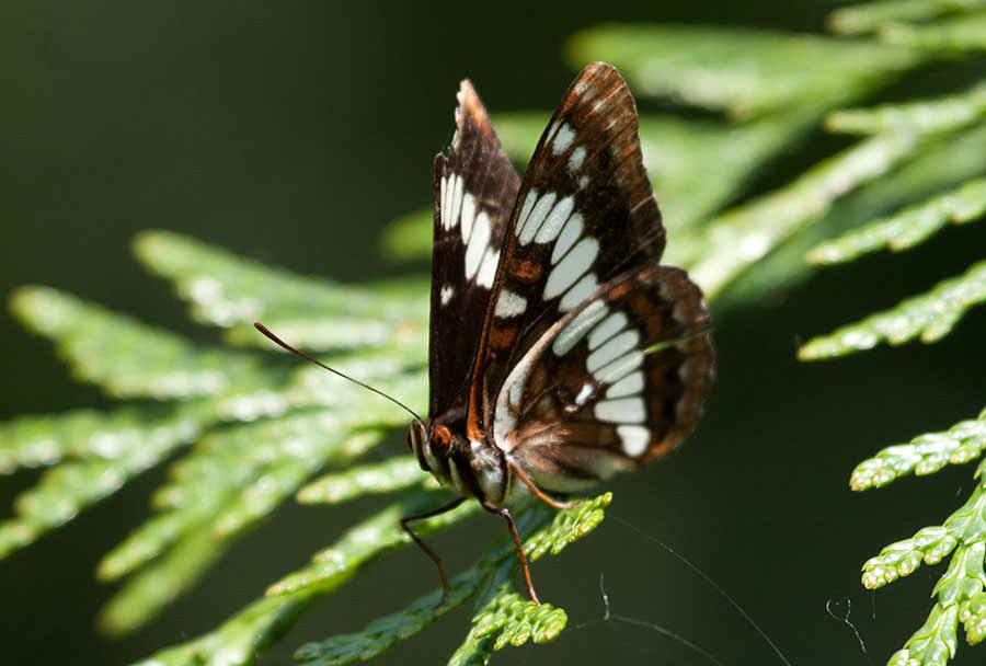 Lorquin's Admiral (Limenitis lorquini), Oregon