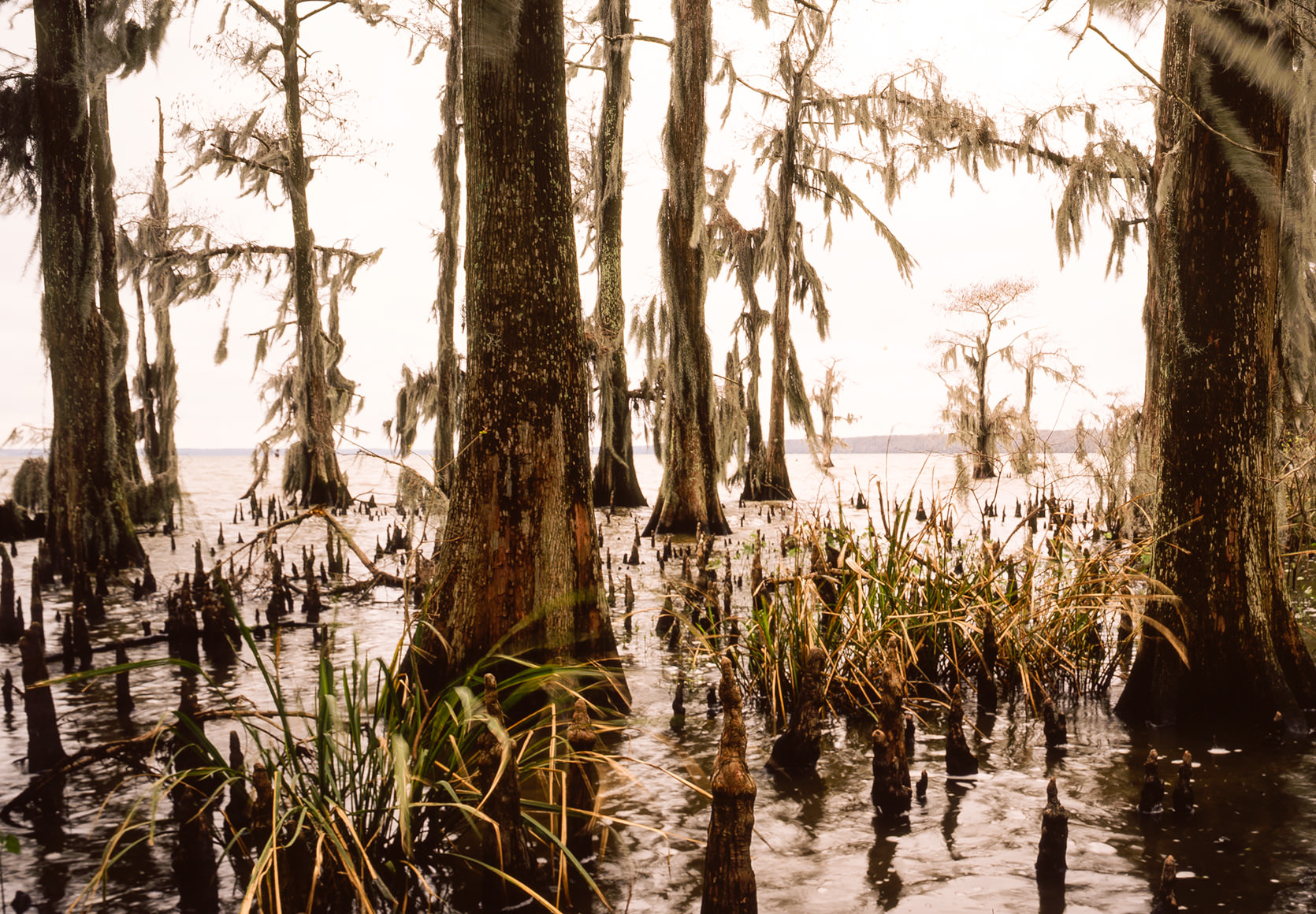 Photo of the Atchafalaya bayou in the morning.