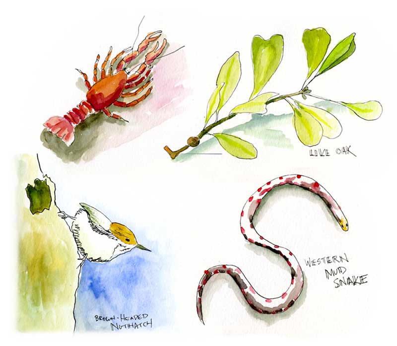 Sketches of Big Branch National Wildlife Refuge in Louisiana