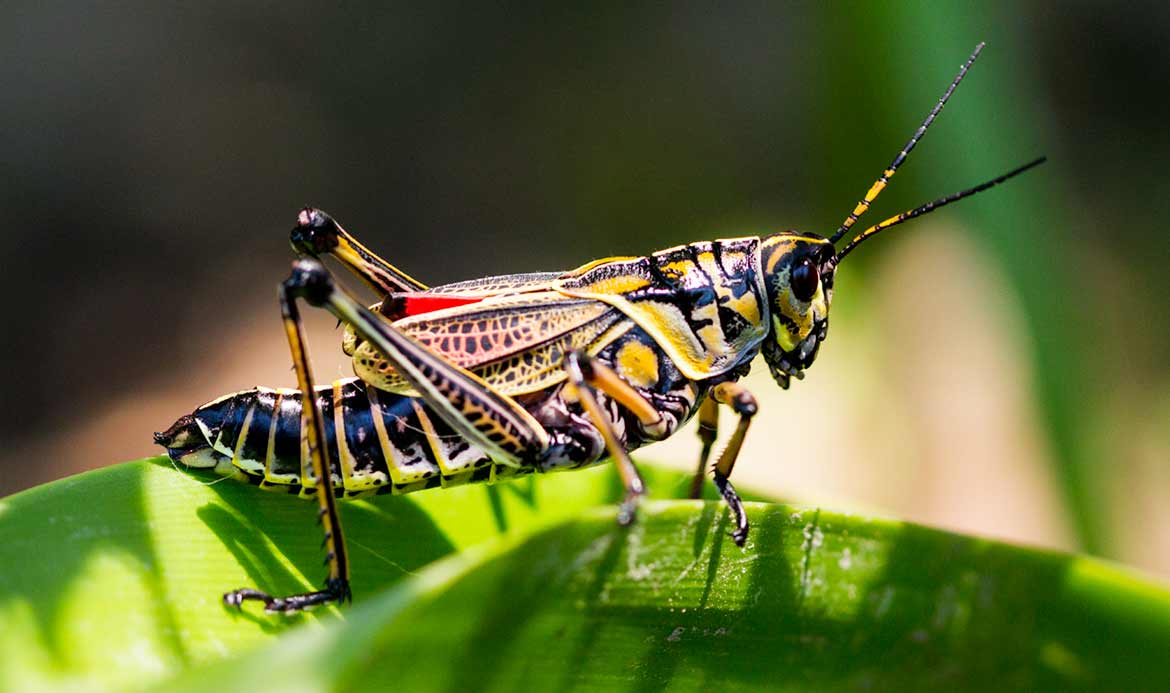 Easter Lubber Grasshopper