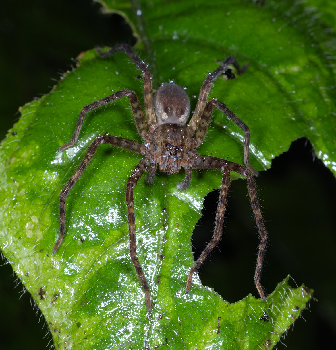 Lynx-faced Wandering Spider (Cupiennius getazi) from Cartago Province, Costa Rica, showing pale dorsal stripe and long legs