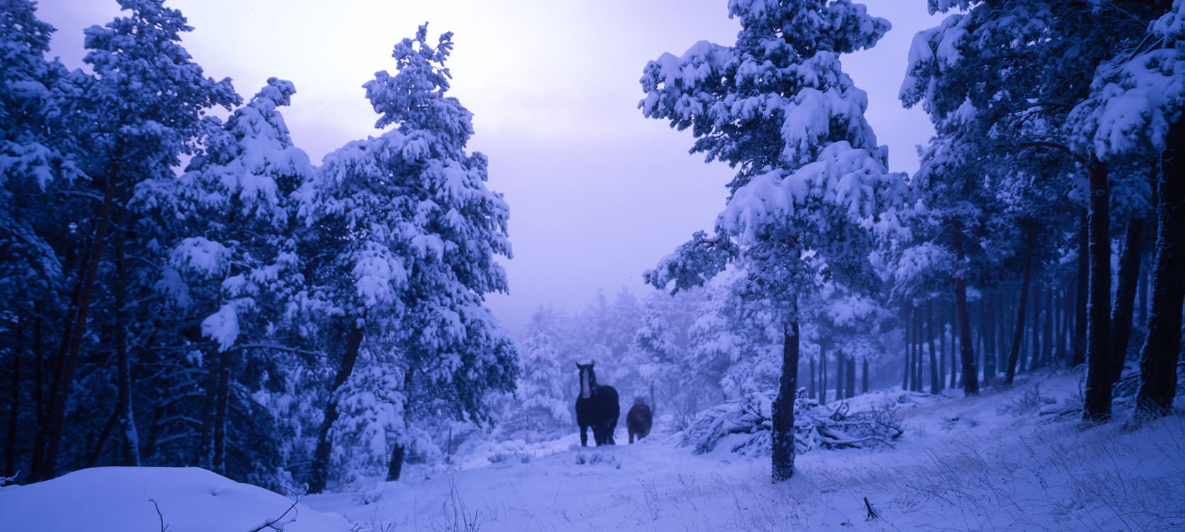 Parque Regional de la Cuenca Alta del Manzanares
