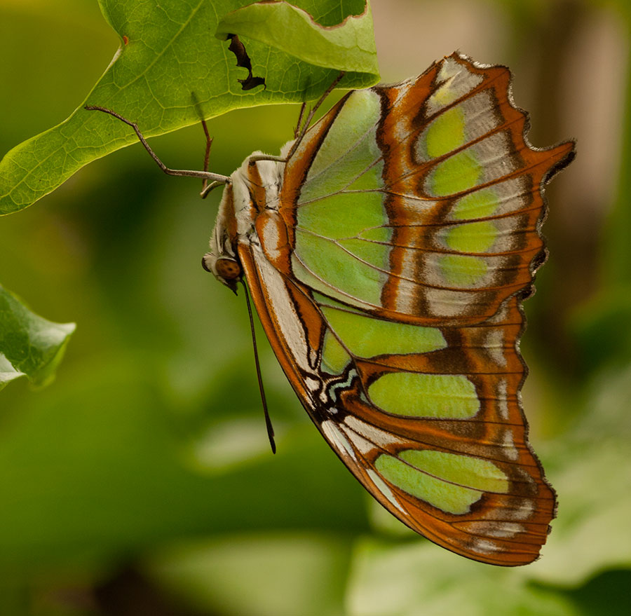 Malachite Butterfly (Siproeta stelenes), Yasuni National Park, Ecuador