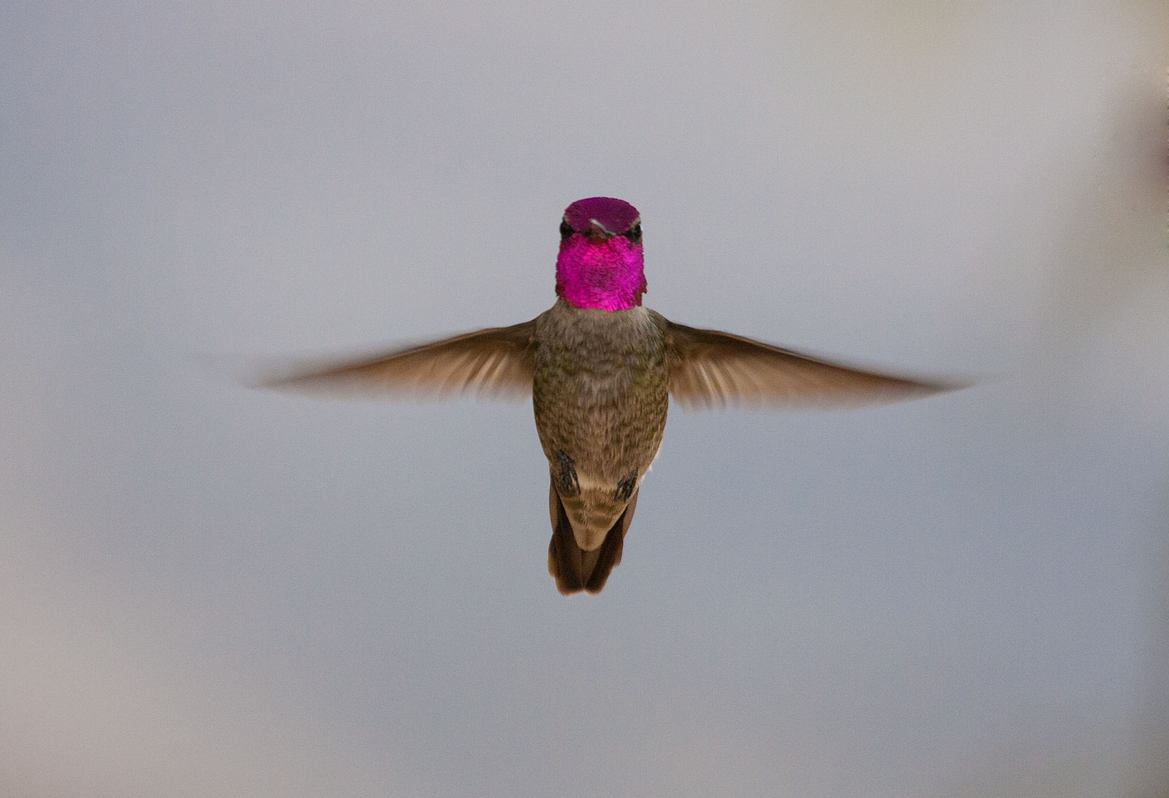 Annas Hummingbird in Henderson, Nevada