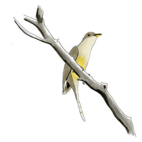 Watercolor and Copic marker sketch of a Mangrove Cuckoo (Coccyzus minor), by Erik Gauger.