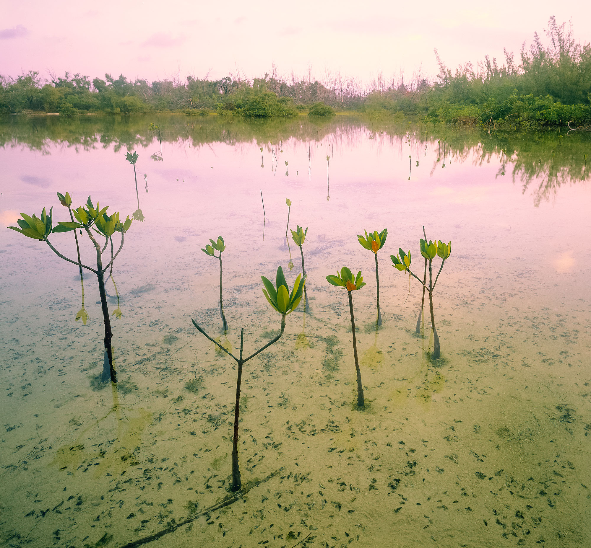 Mangroves in the Abacos