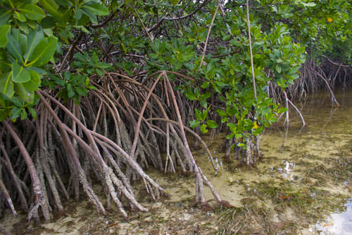 Mangroves Lost