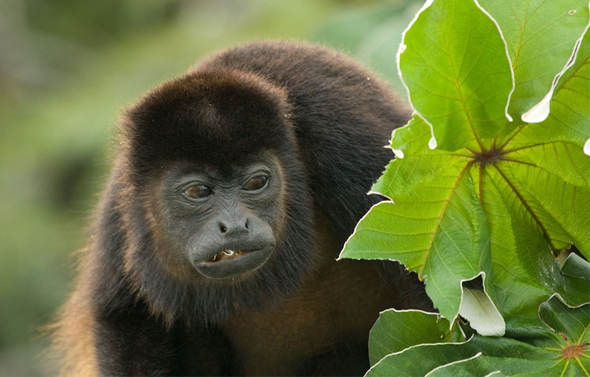 Mantled Howler Monkey (Alouatta palliata)