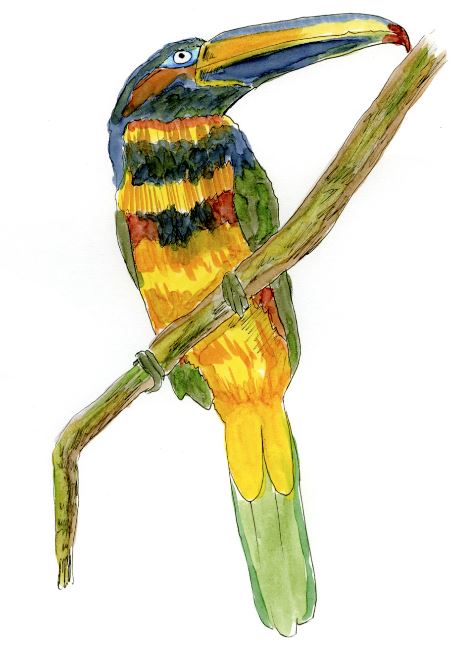 Watercolor and Copic marker sketch of a Many-banded Aracari (Pteroglossus pluricinctus), by Erik Gauger.