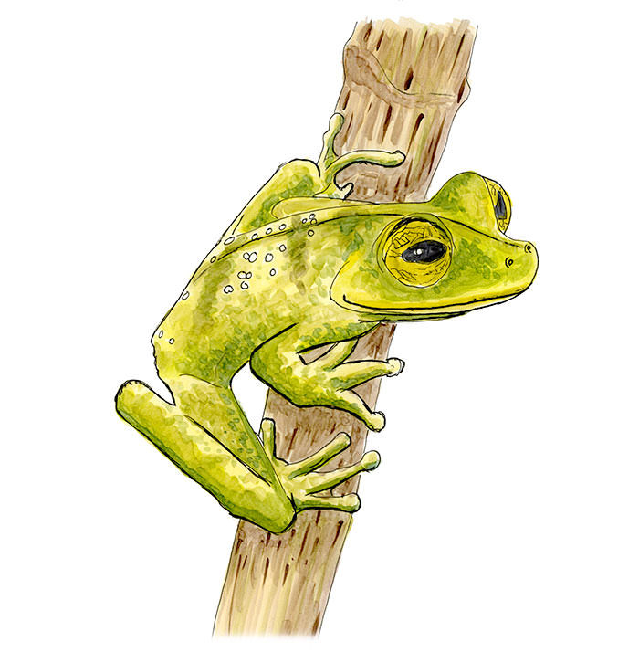 Map Tree Frog (Boana geographica) — Copic and watercolor sketch showing the intricate reticulated 'map-like' patterning across the dorsum.