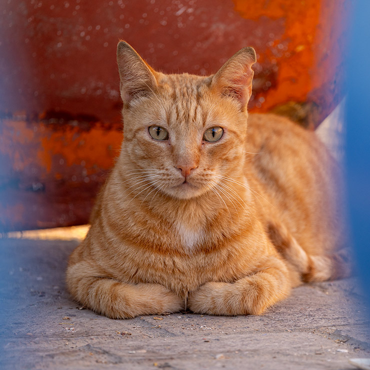 A ginger alley cat crouched calmly on a stone surface in Marsaxlokk, Malta, peeking out from between two colorful, weathered traditional Maltese fishing boats.