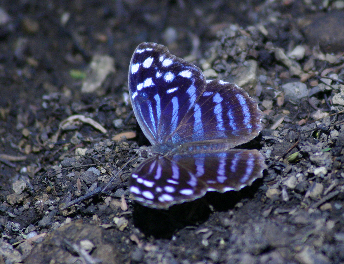 Mexican Bluewing (Myscelia ethusa), Nicaragua