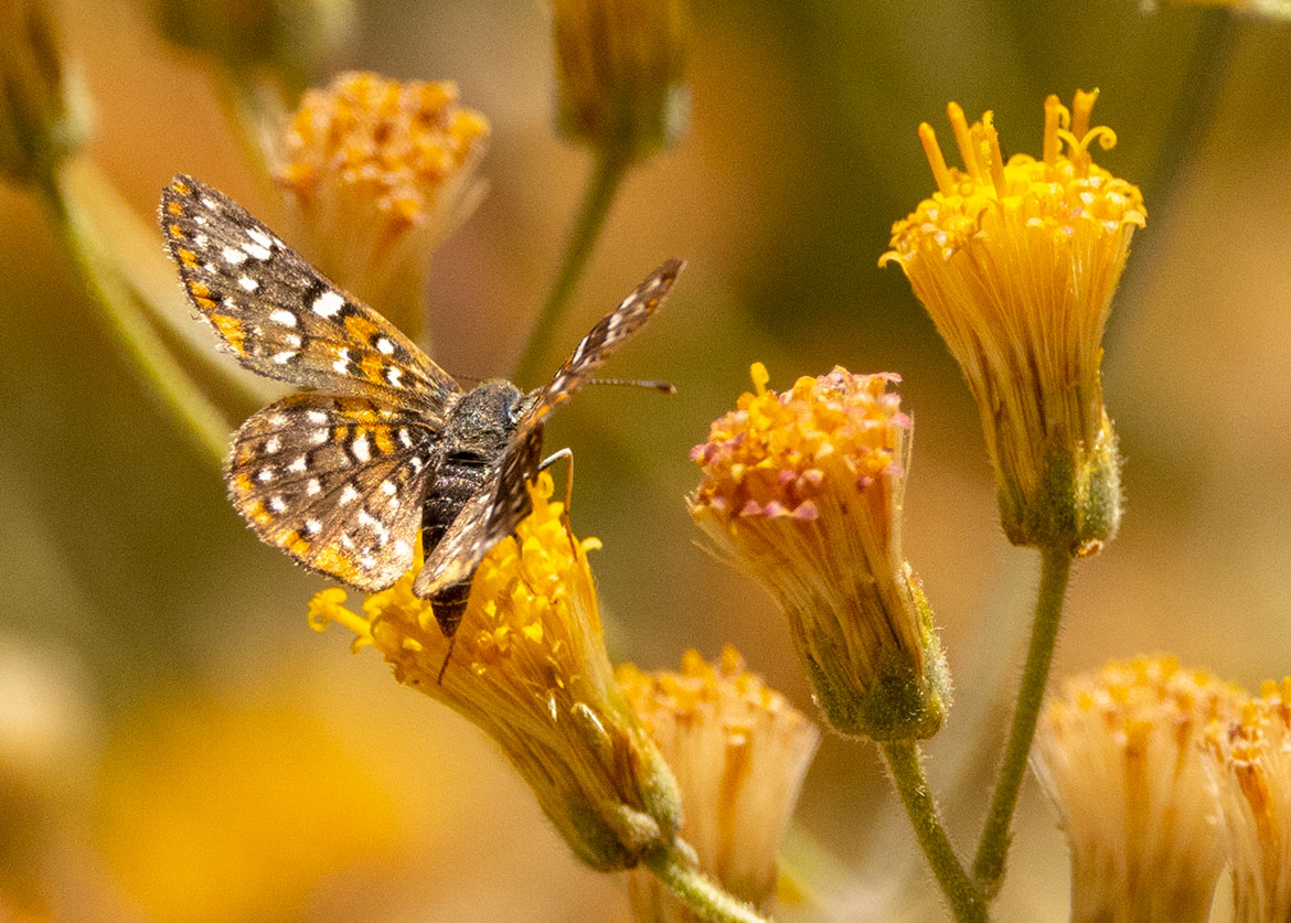 Mexican Metalmark (Apodemia mejicanus), Santa Maria Beach, Baja Sur, Mexico