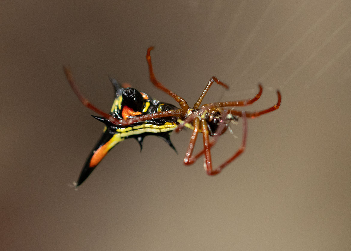 Spined Micrathena (Micrathena sexspinosa) from Tayrona, Colombia with six spines and dotted abdomen
