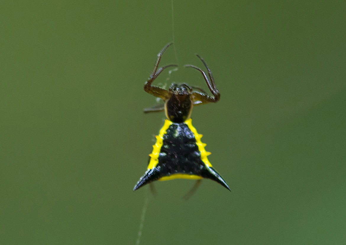 Triangular Spined Orb-weaver (Micrathena pungens) from Tambopata, Peru with black triangular abdomen edged in yellow spines