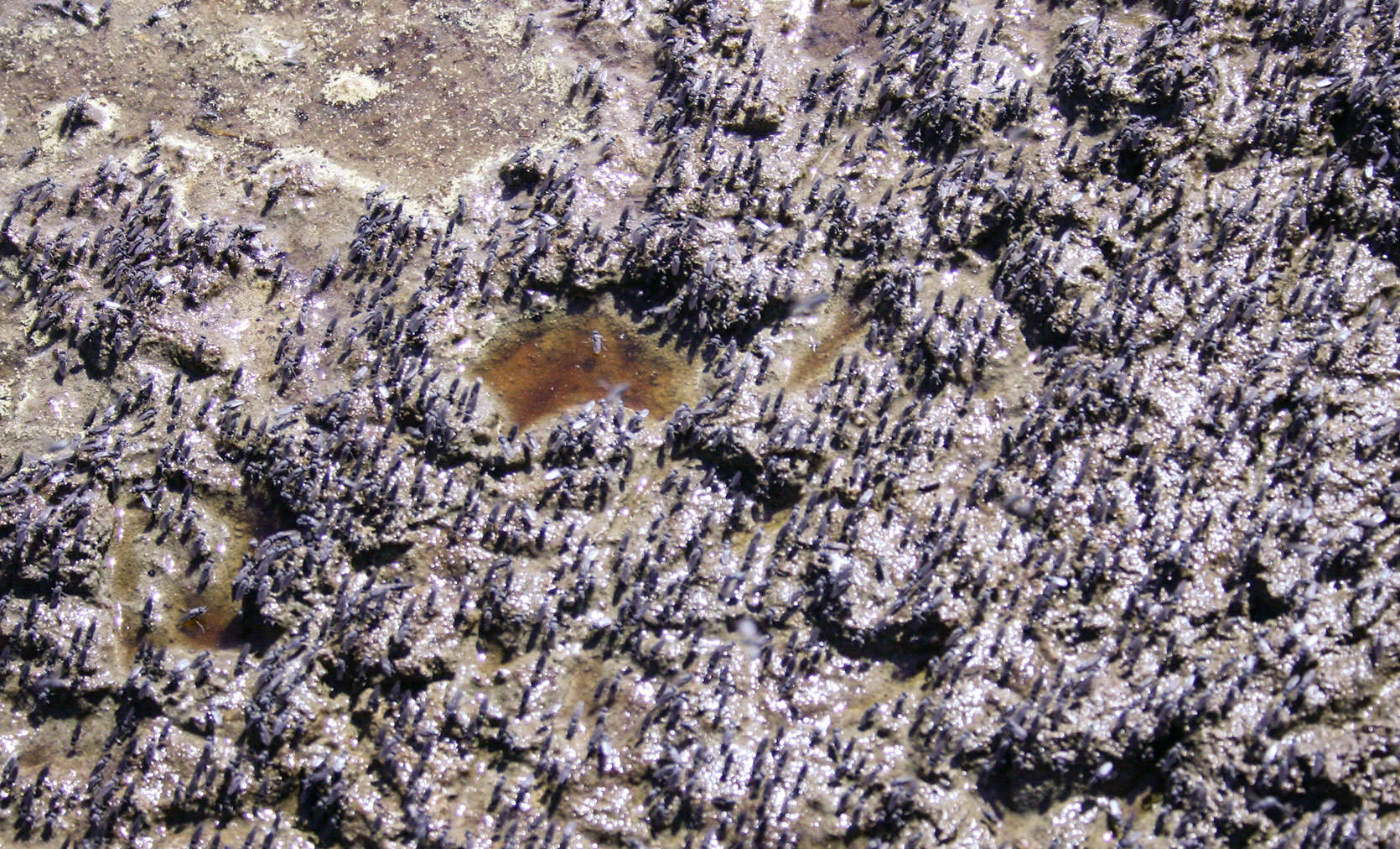 Mono Lake Flies. The flies are an essential part of the simple ecology of Mono Lake.