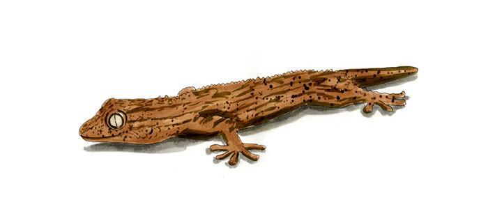 Copic and watercolor sketch of Moorish Gecko (Tarentola mauritanica)