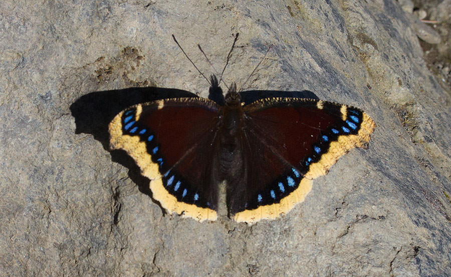 Mourning Cloak (Nymphalis antiopa), Mount Hood, Oregon