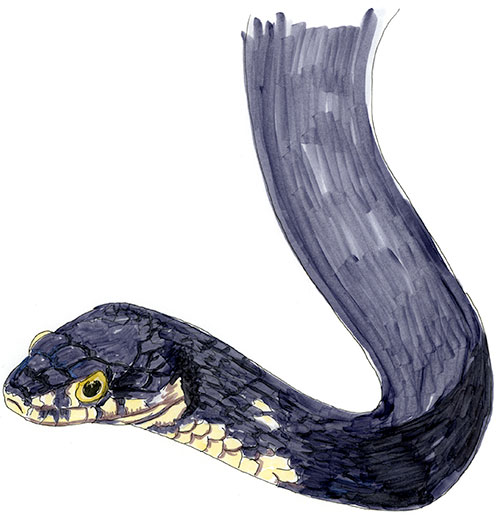 Copic and watercolor sketch of Mud Snake (Farancia abacura)